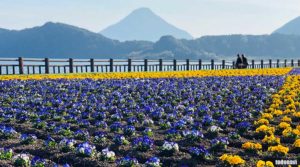 菜の花ロードと池田湖、開聞岳