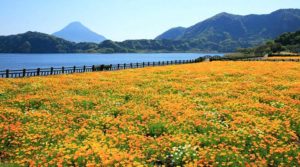 季節の花が咲く菜の花ロードと池田湖、開聞岳