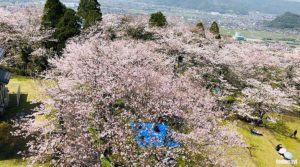 霧島市城山公園と満開の桜、花見をする人々