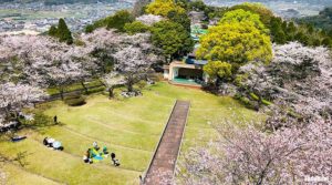 霧島市城山公園と満開の桜を楽しむ人々