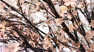 室内に飾られた桜の造花の画像