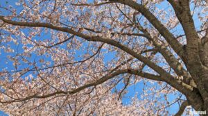 満開の桜を下から見上げた画像