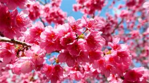満開の寒緋桜の画像