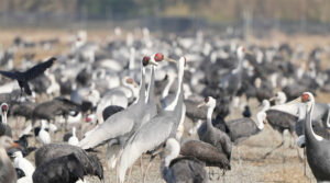 鹿児島県出水市の出水平野に越冬してきた鶴の群れ
